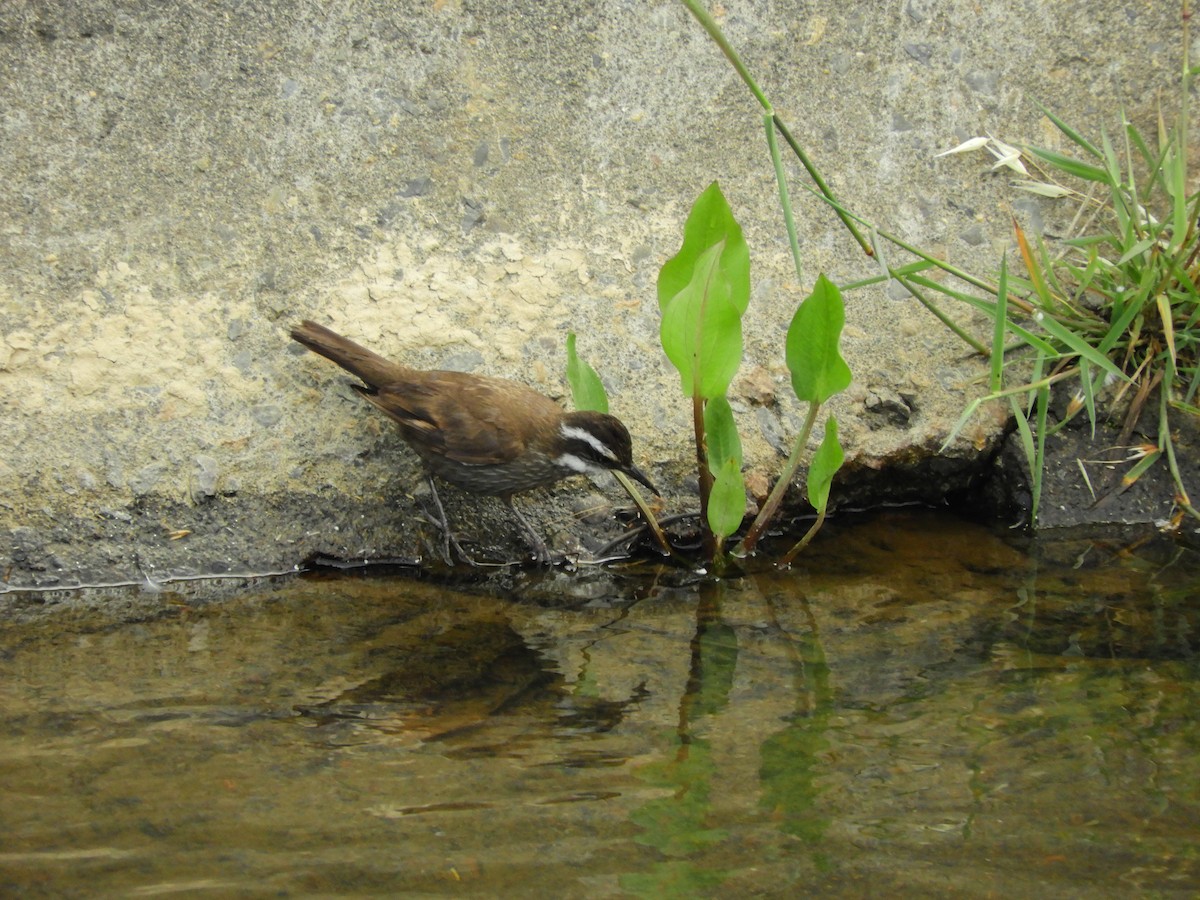 Remolinera Araucana - ML135503481