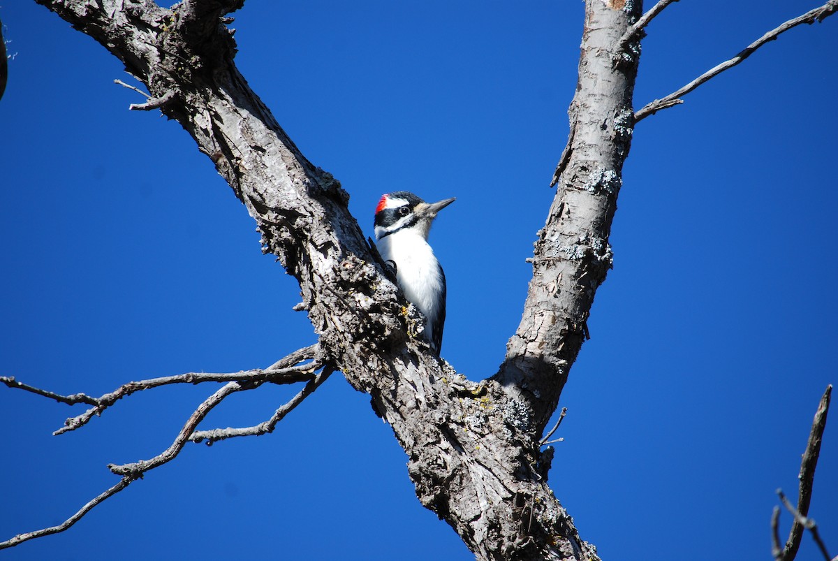 Downy Woodpecker - ML135503551