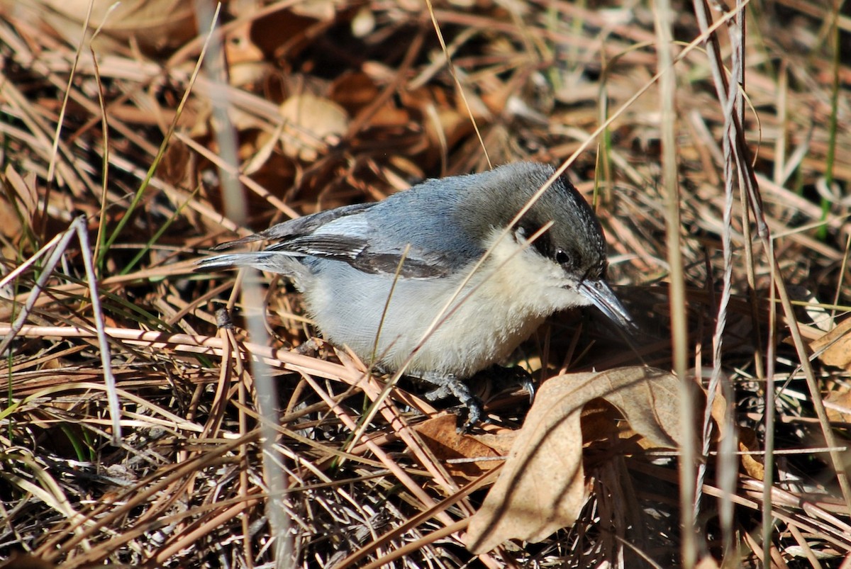 Pygmy Nuthatch - ML135505981