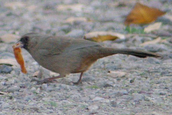 Abert's Towhee - Pat Goltz