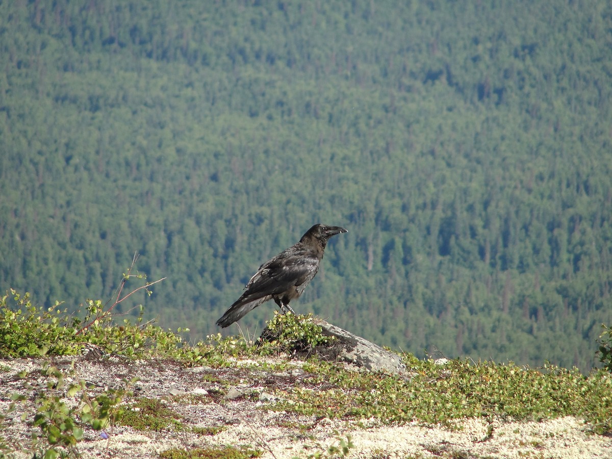 Common Raven - ML135509561