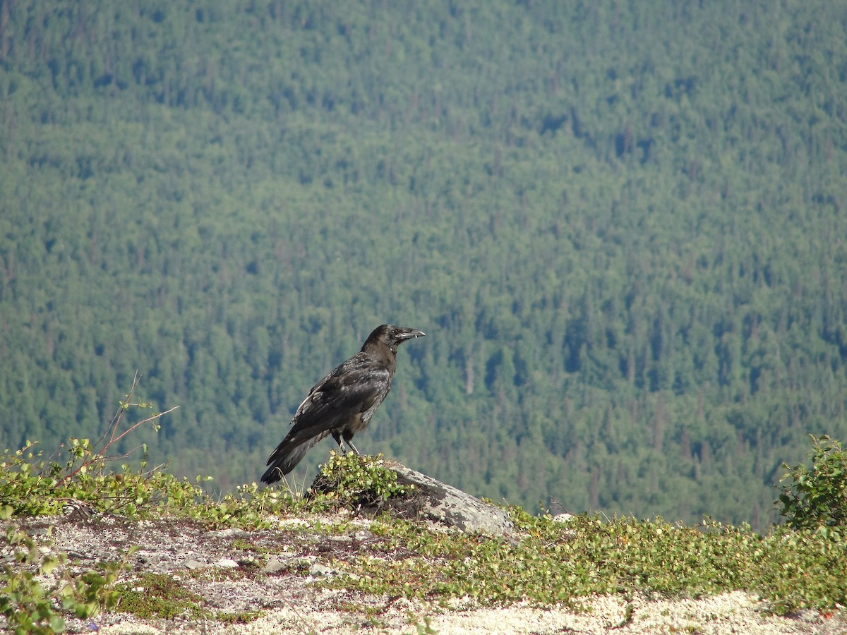 Common Raven - ML135509581