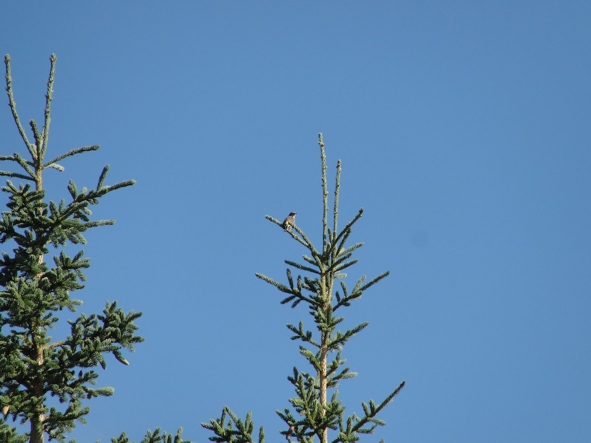 Yellow-rumped Warbler - ML135509681