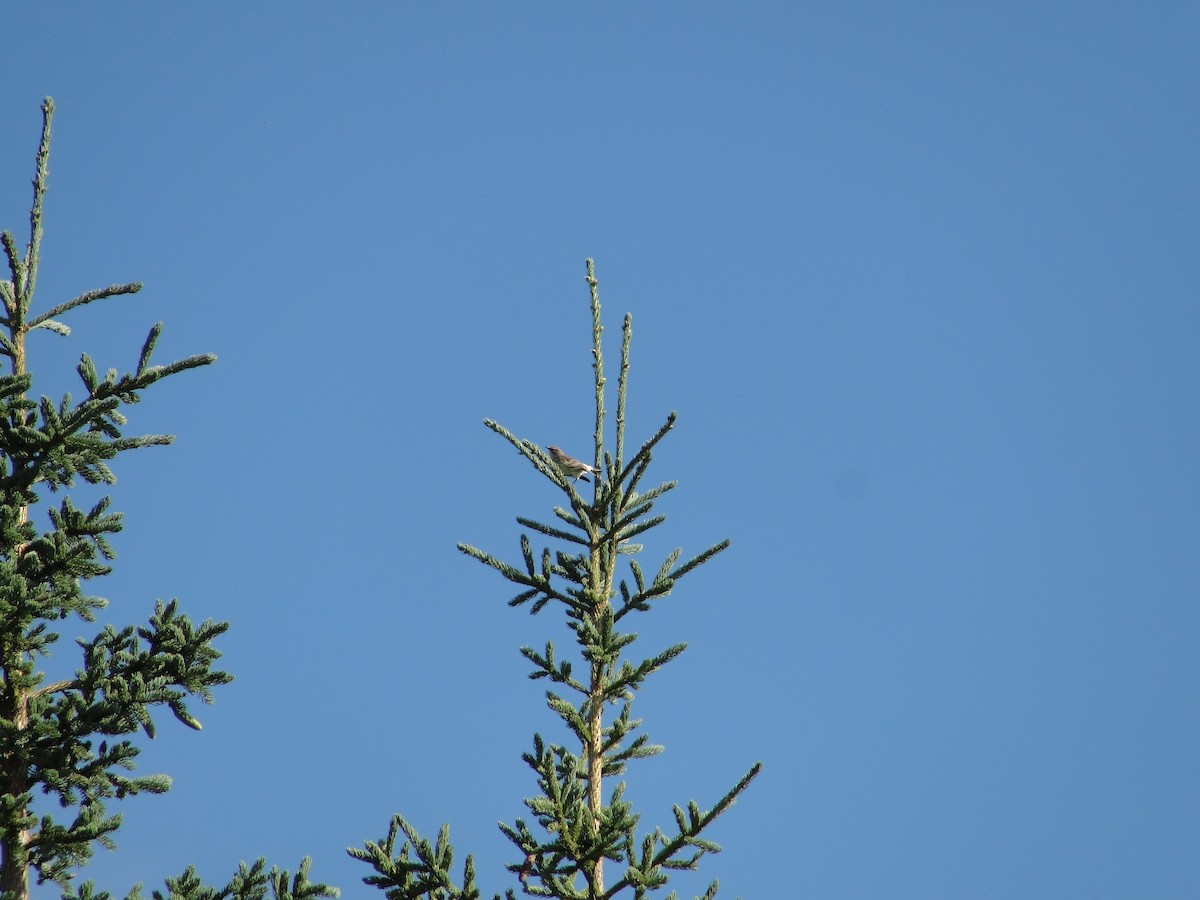 Yellow-rumped Warbler - ML135509691