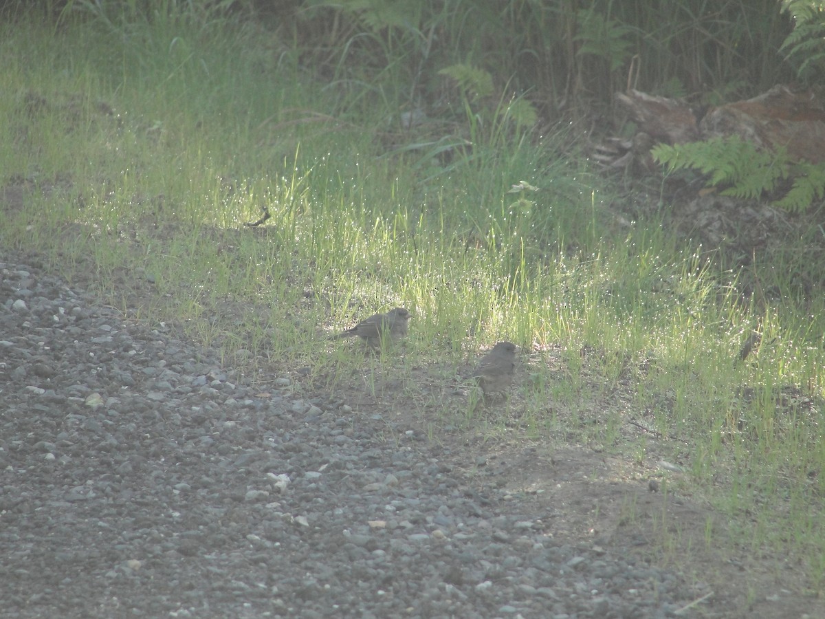 passerine sp. - ML135509741