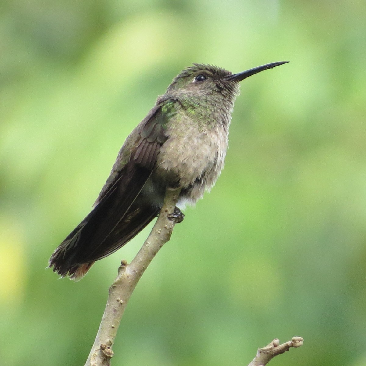 Scaly-breasted Hummingbird - ML135512021
