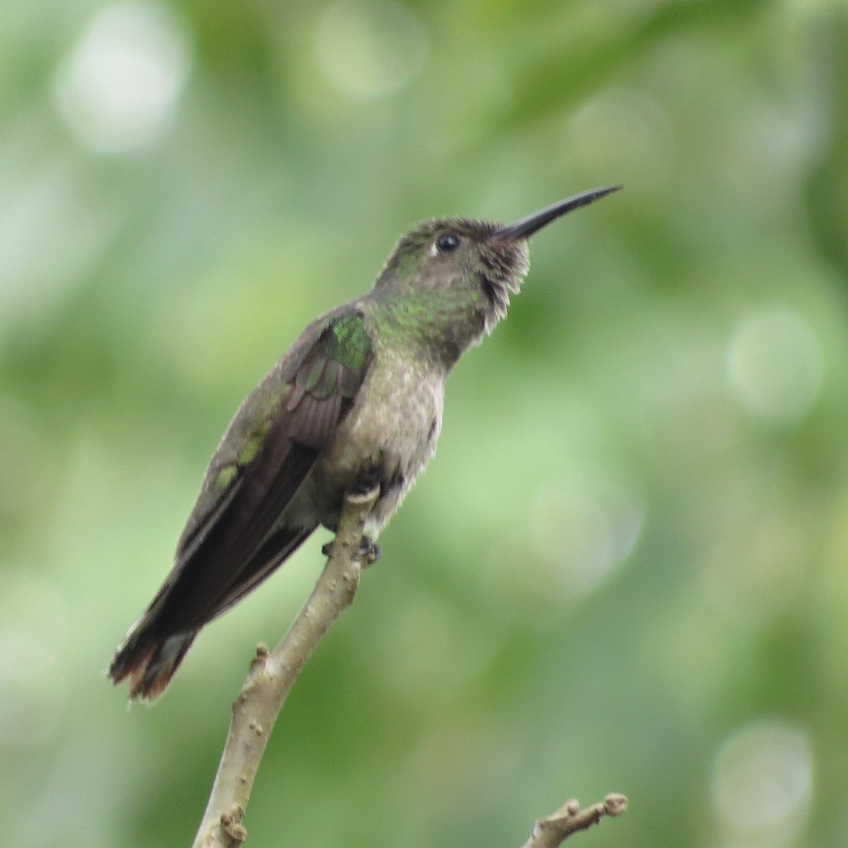 Scaly-breasted Hummingbird - ML135512031