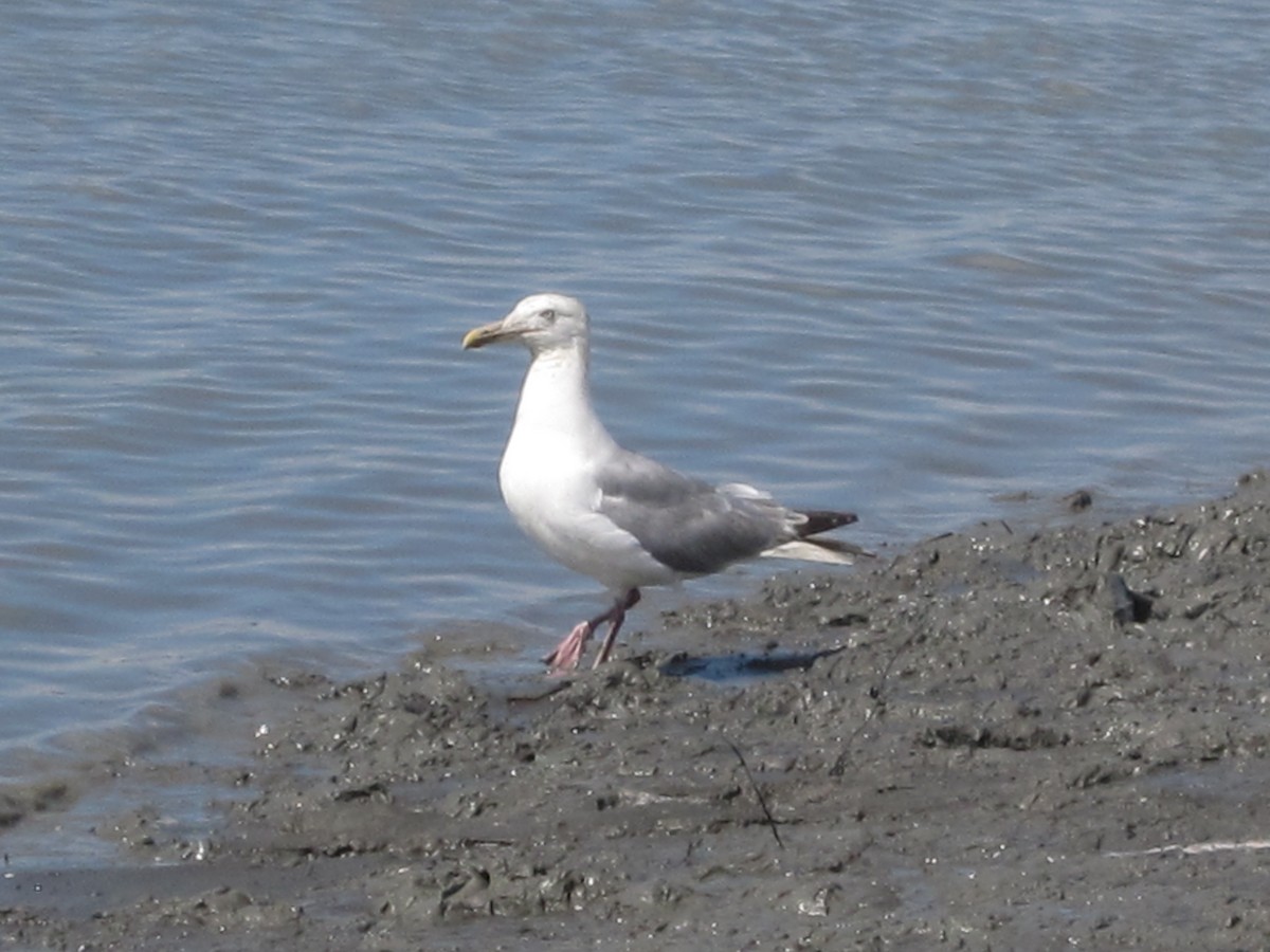 Herring Gull - ML135512111