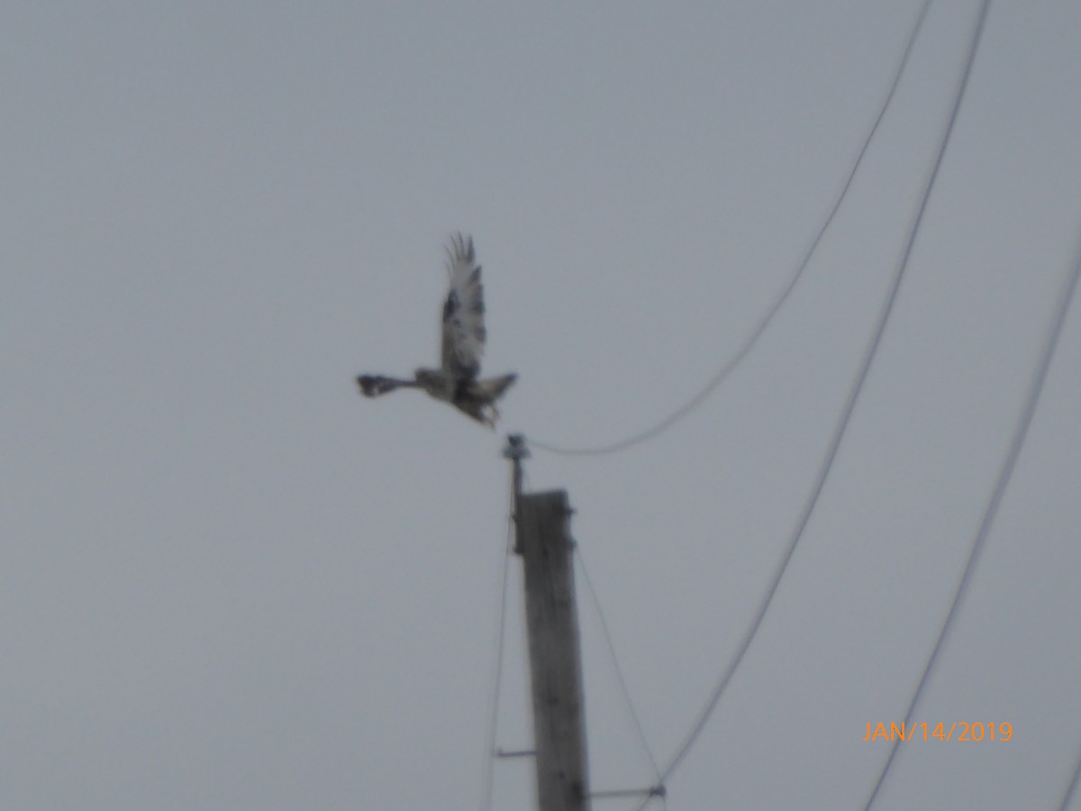 Rough-legged Hawk - ML135512291