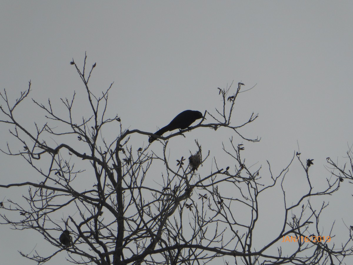 Great-tailed Grackle - ML135512781