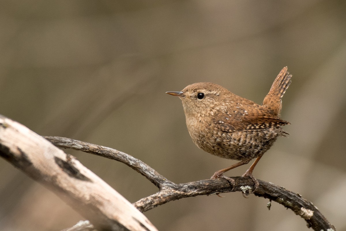 Winter Wren - ML135513331