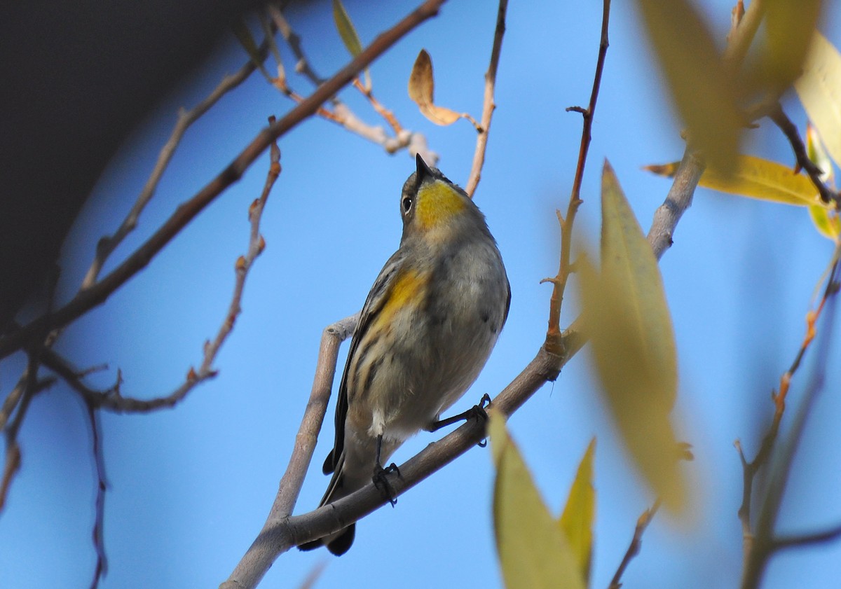 Yellow-rumped Warbler (Audubon's) - ML135514081