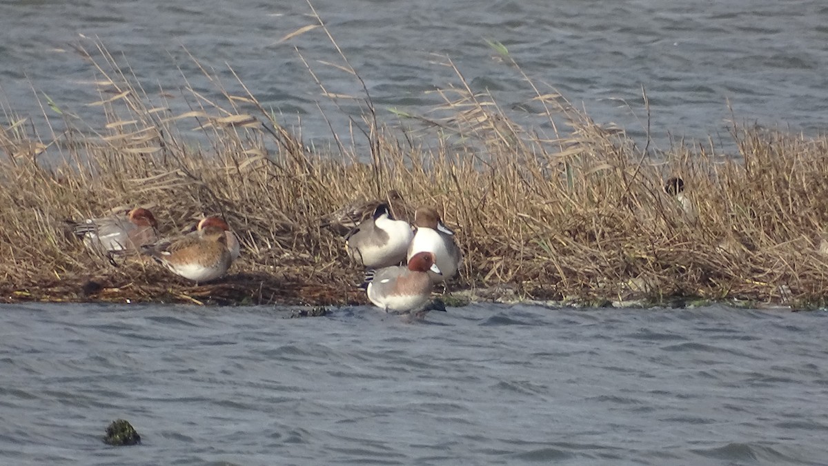 Eurasian Wigeon - ML135516551