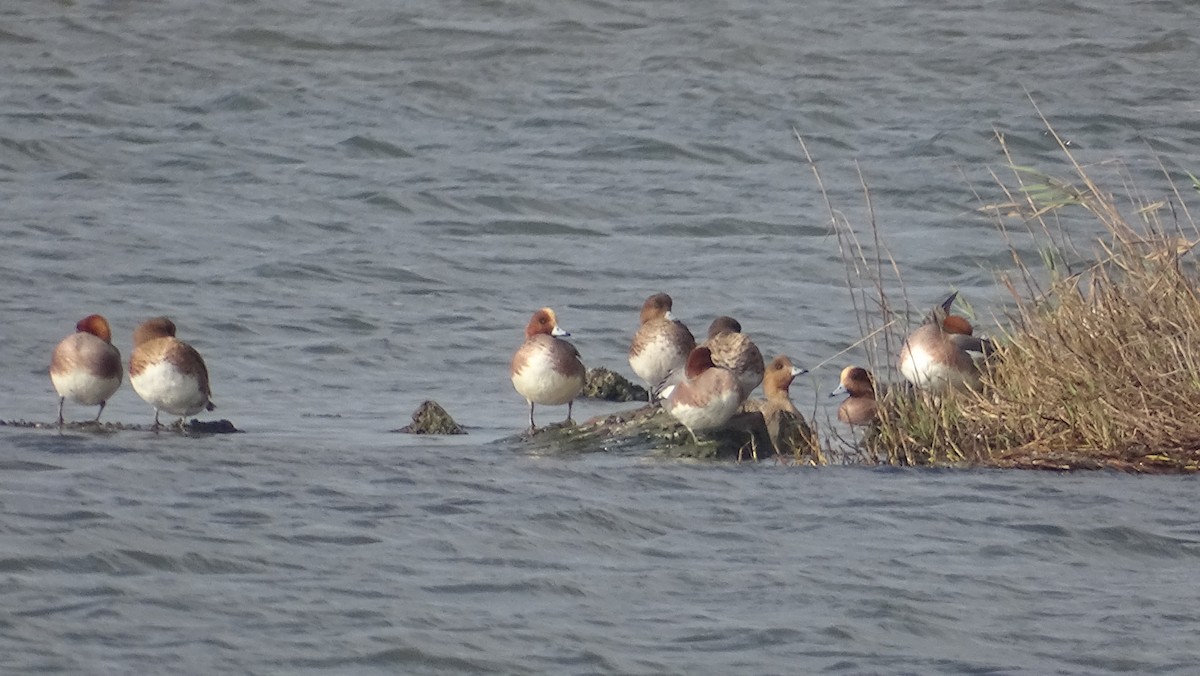 Eurasian Wigeon - 士訓 陳_Y