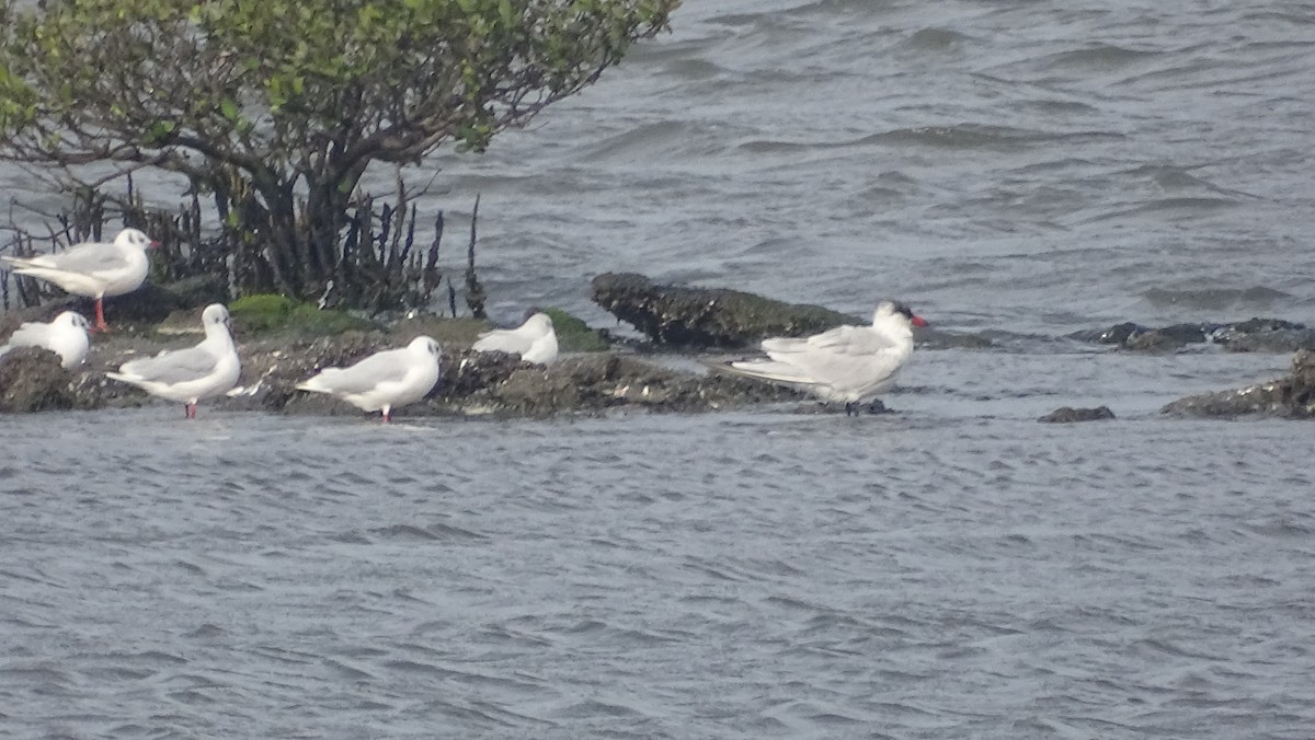 Caspian Tern - ML135517051