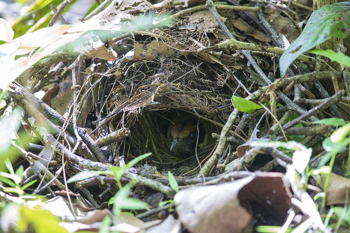 Noisy Pitta - ML135517491