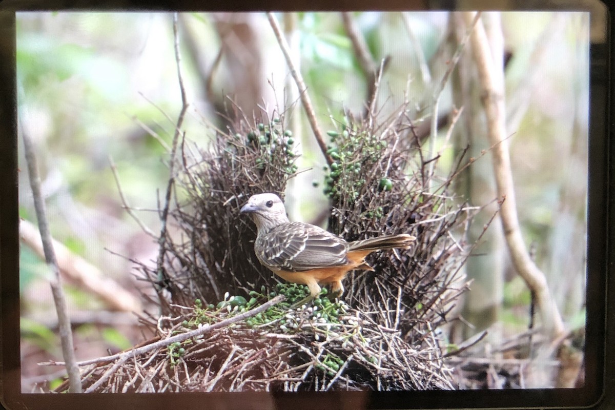 Fawn-breasted Bowerbird - ML135517961