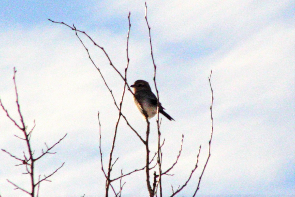 Northern Shrike - Manna Parseyan