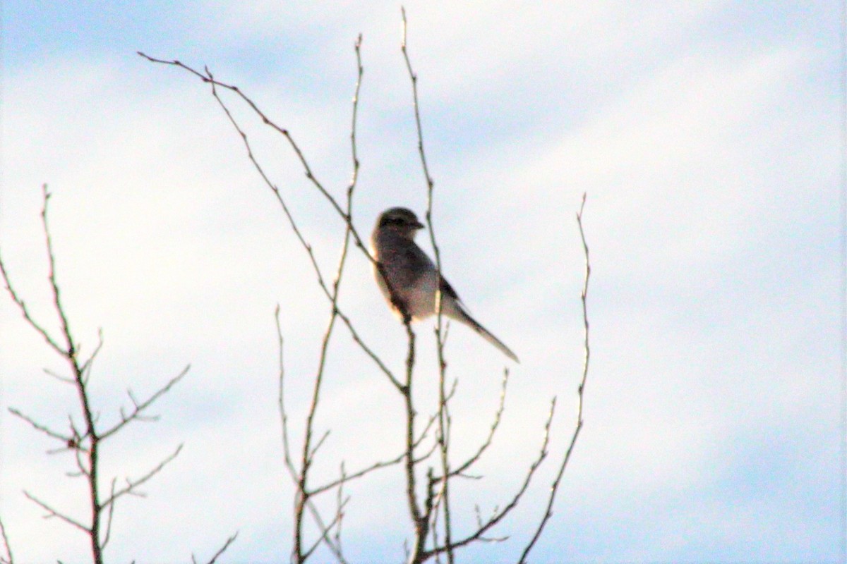 Northern Shrike - ML135518241