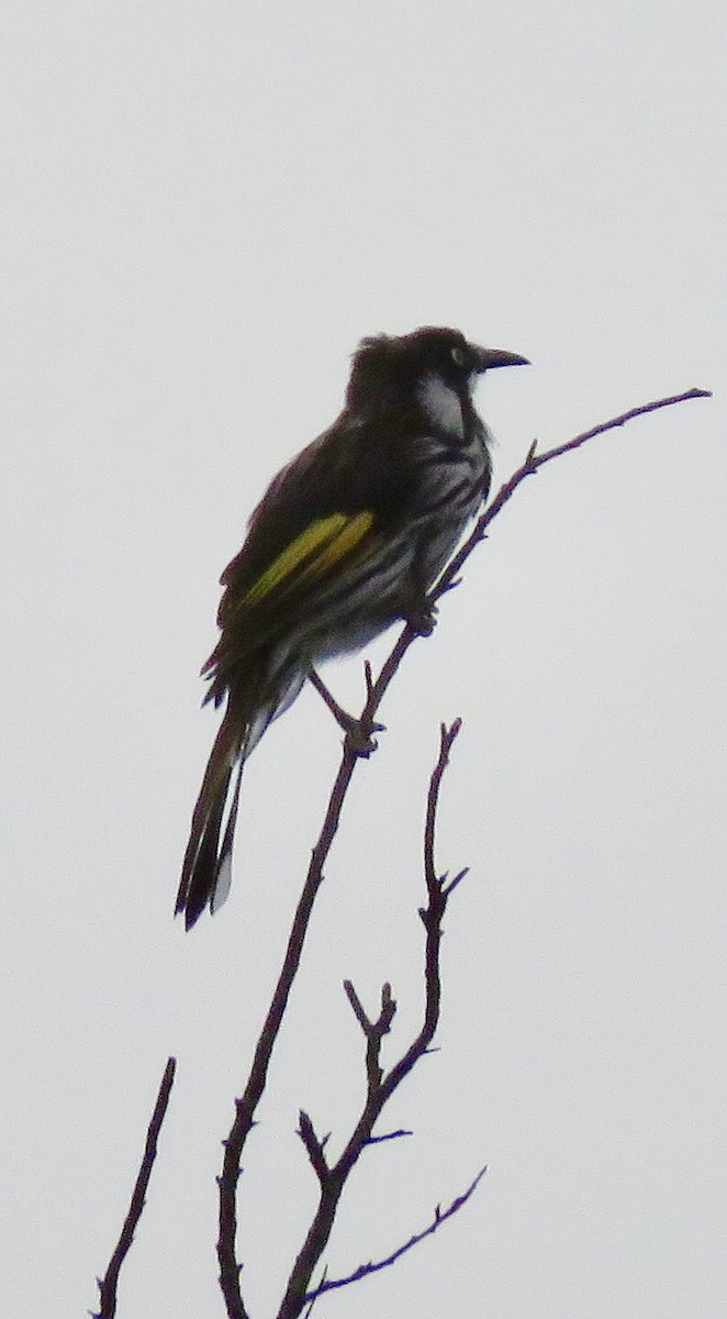 New Holland Honeyeater - ML135519071