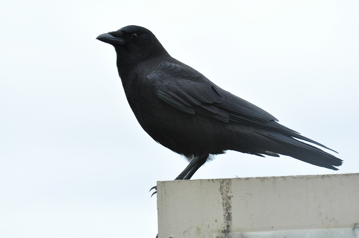American Crow - ML135520461