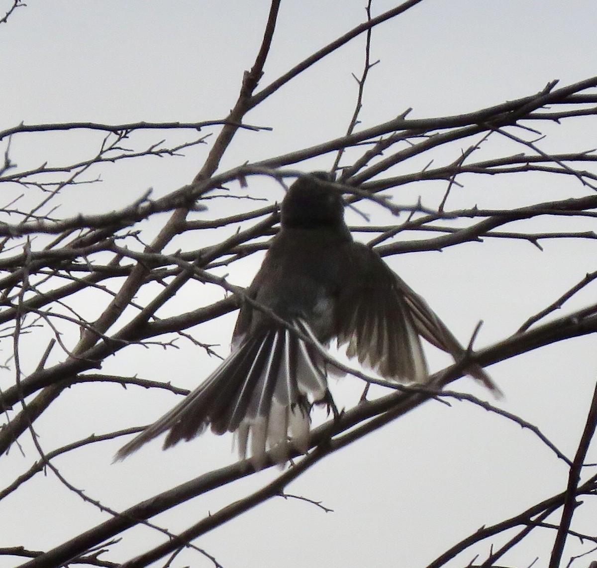 Gray Fantail - ML135520951