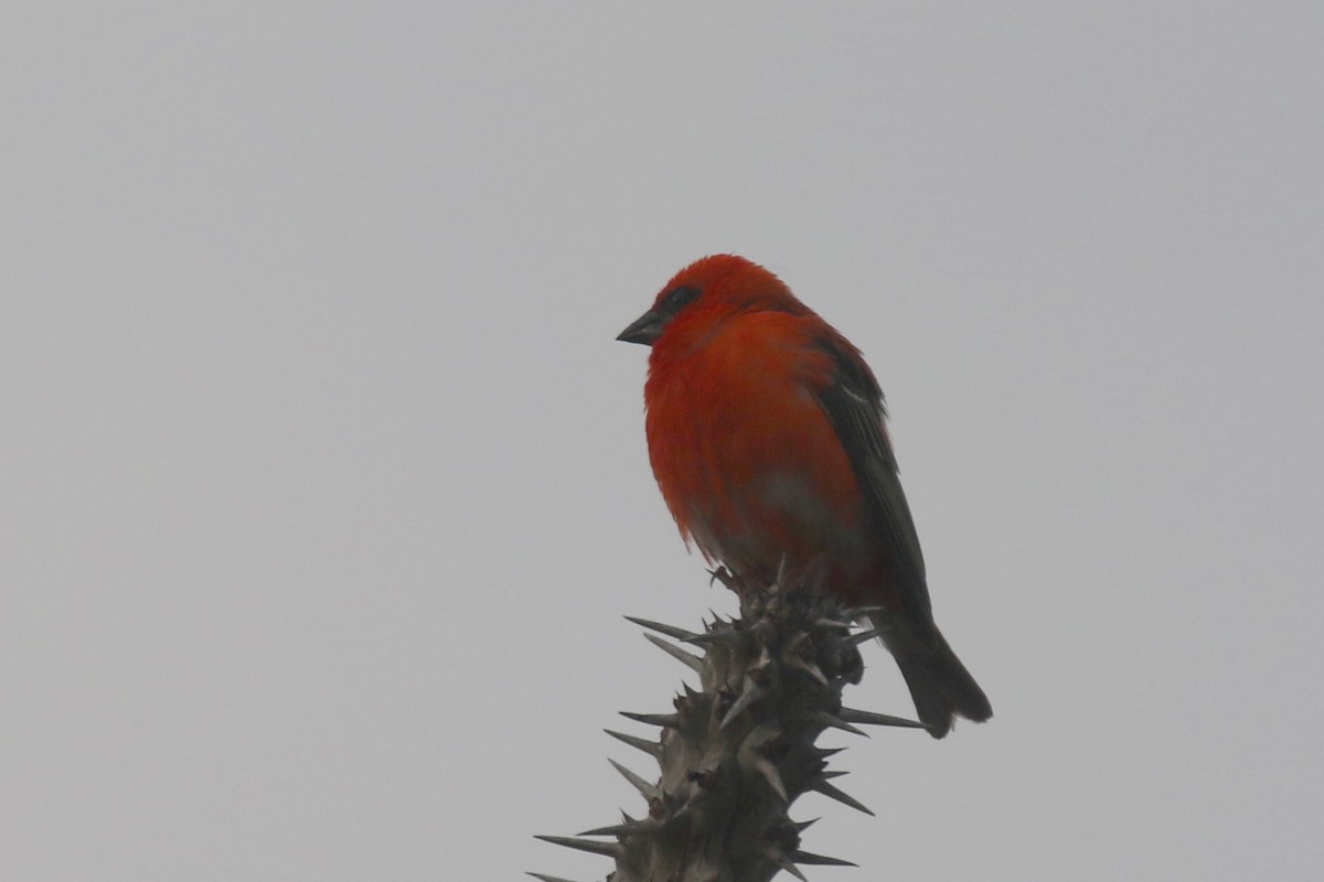 Red Fody - ML135521681