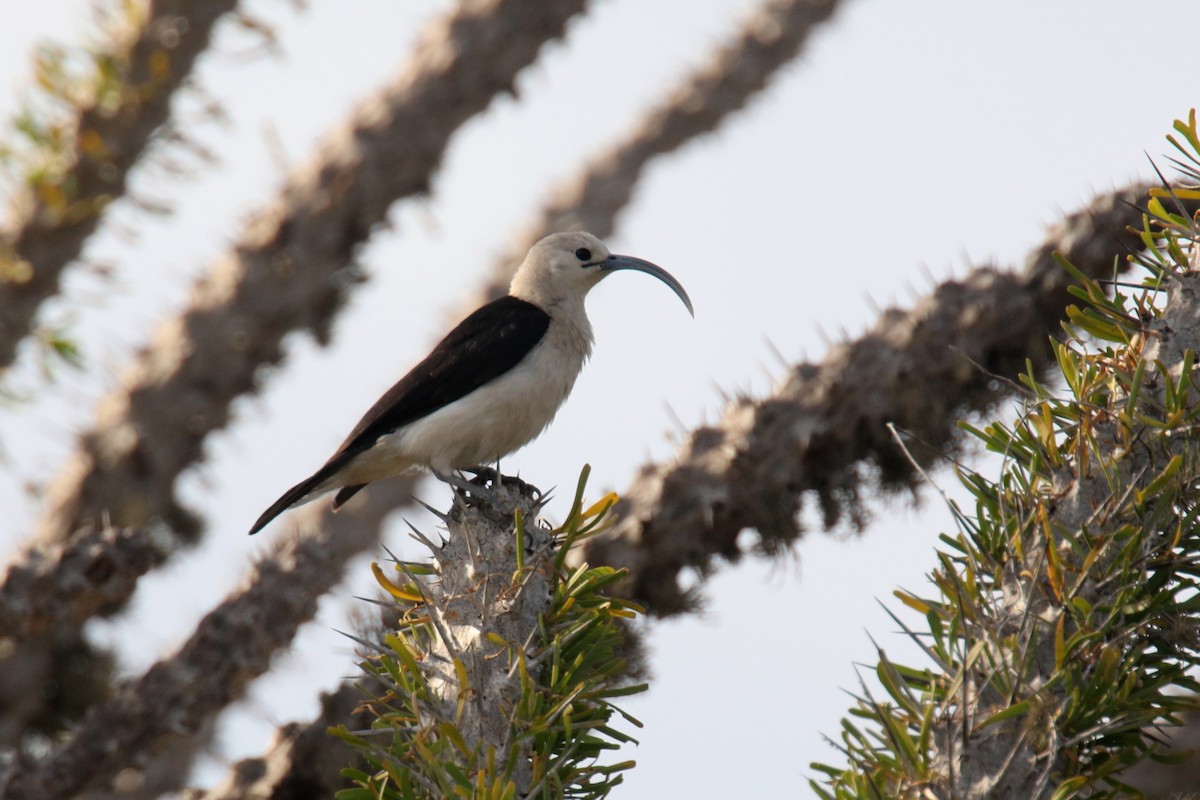 Sickle-billed Vanga - ML135521831