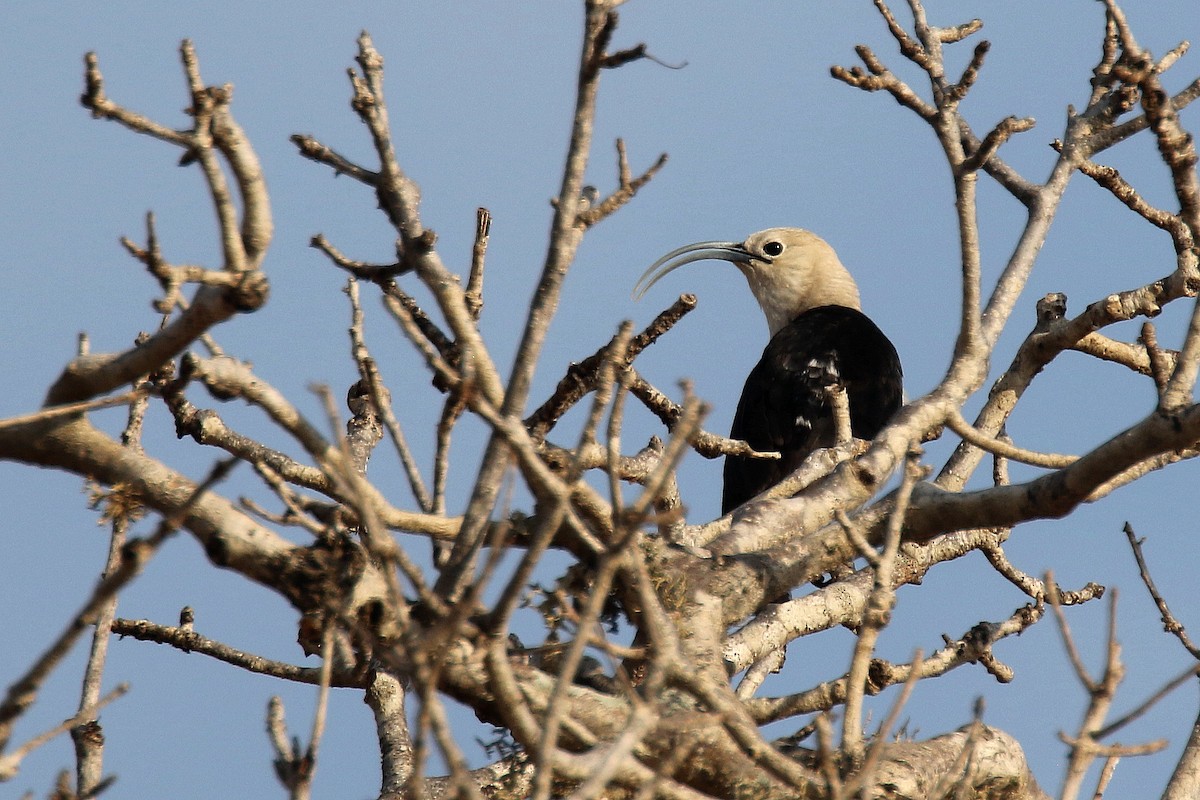 Sickle-billed Vanga - ML135521871