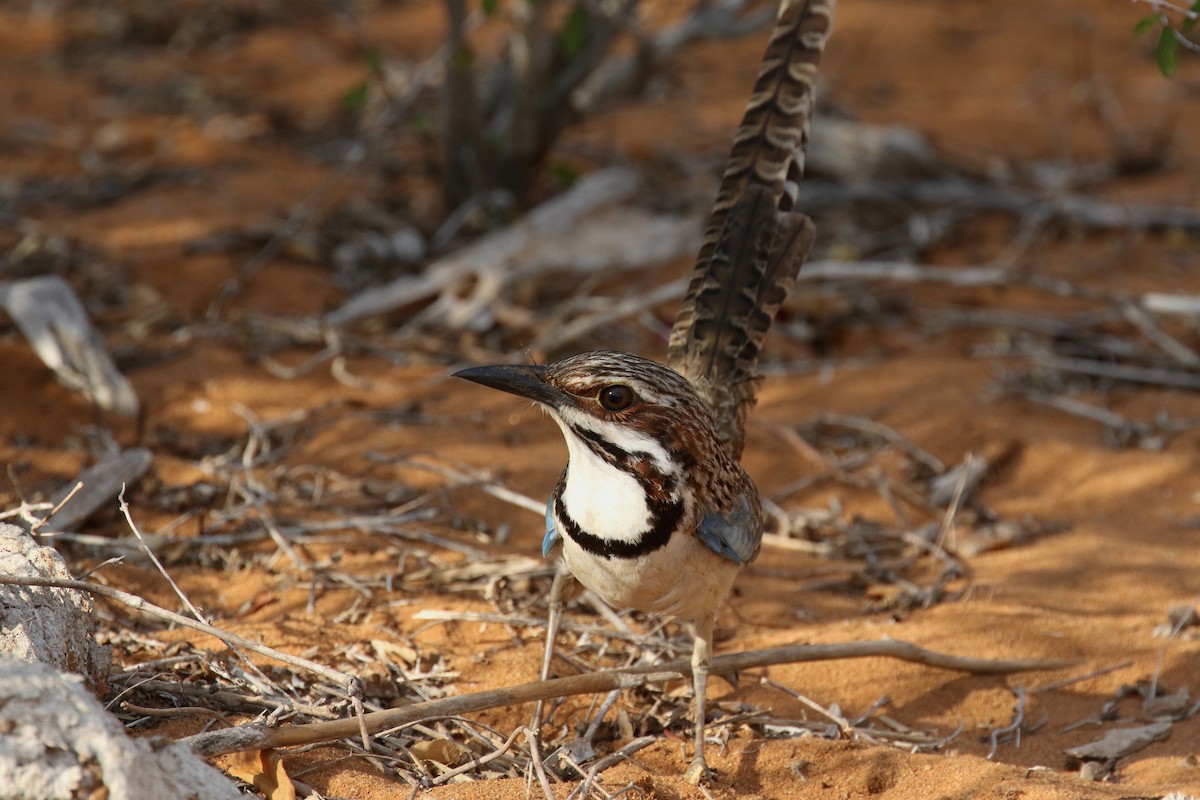 Long-tailed Ground-Roller - Stephen Gast