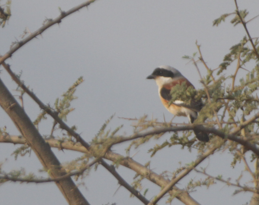 Bay-backed Shrike - ML135522401