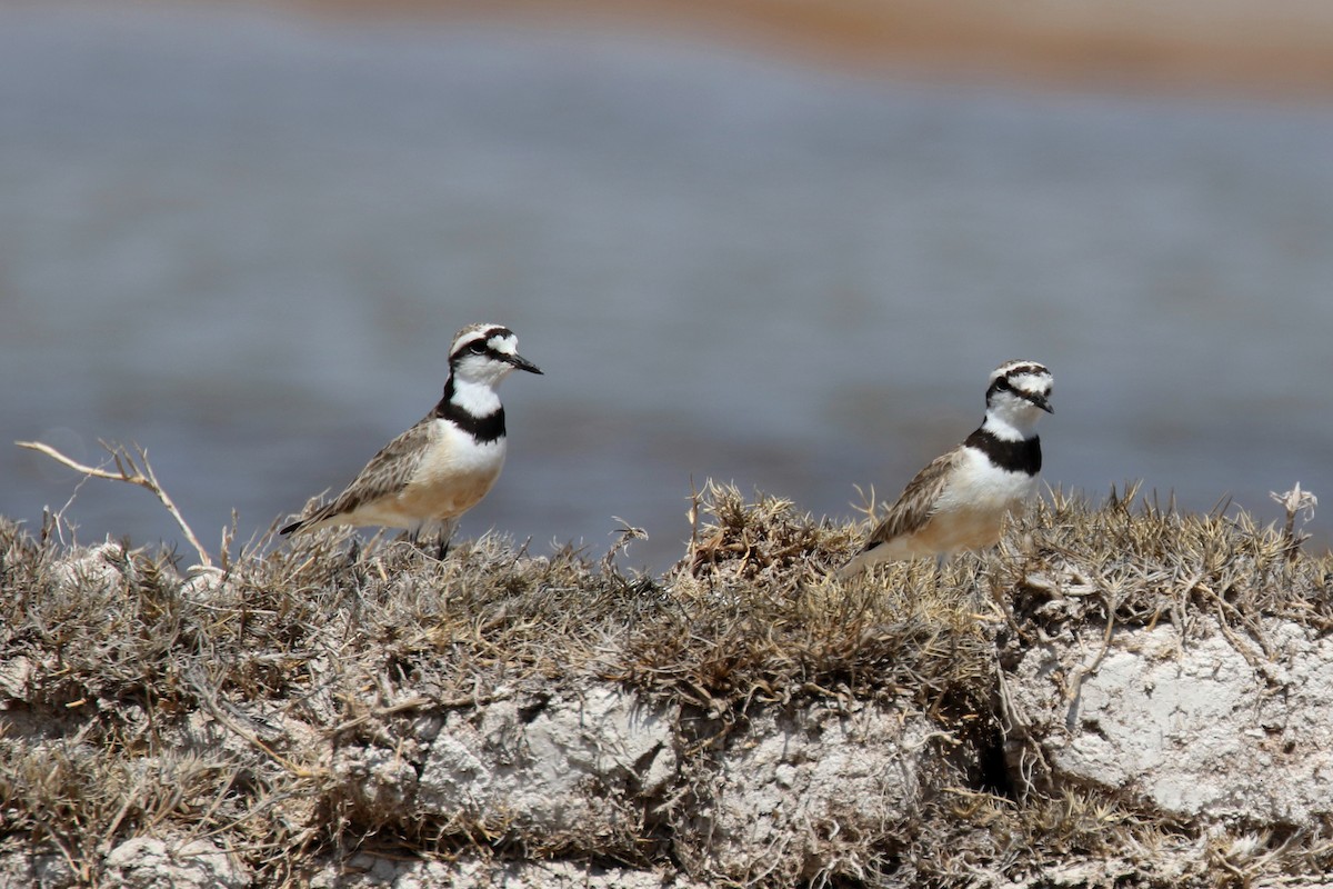 Madagascar Plover - Stephen Gast