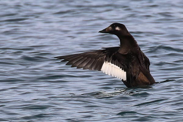 White-winged Scoter - Martin Meyers