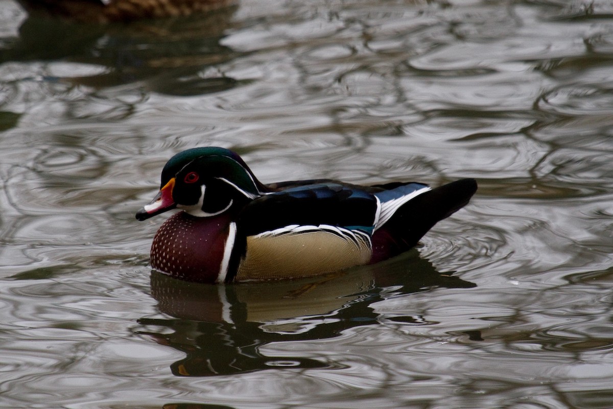 Wood Duck - ML135525761