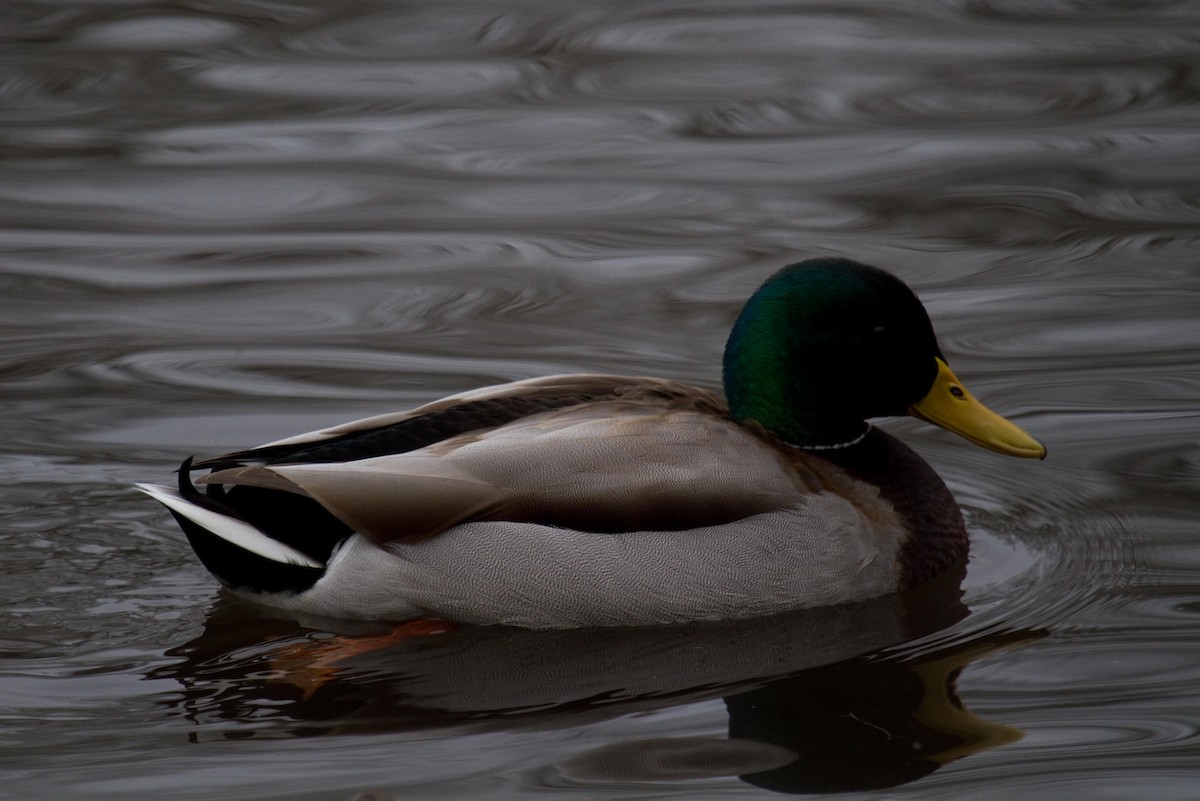 Mallard - ML135525851