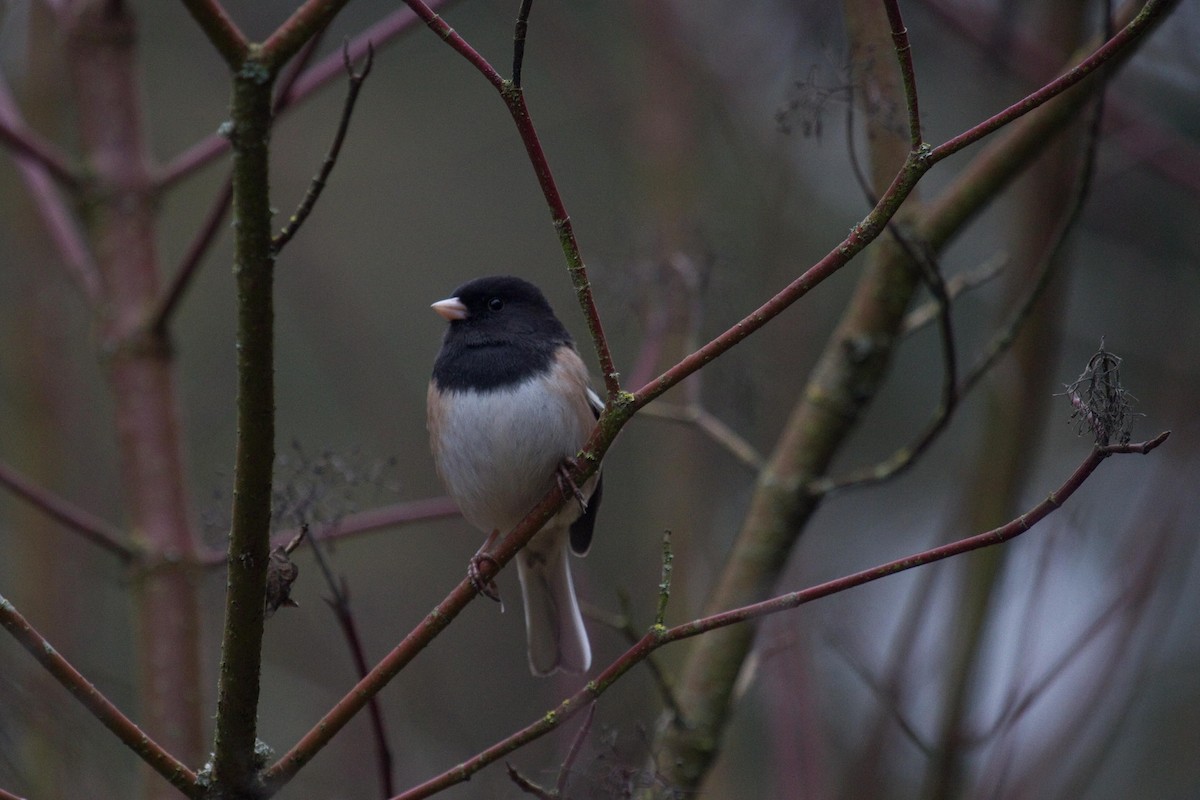 Junco Ojioscuro (grupo oreganus) - ML135526041