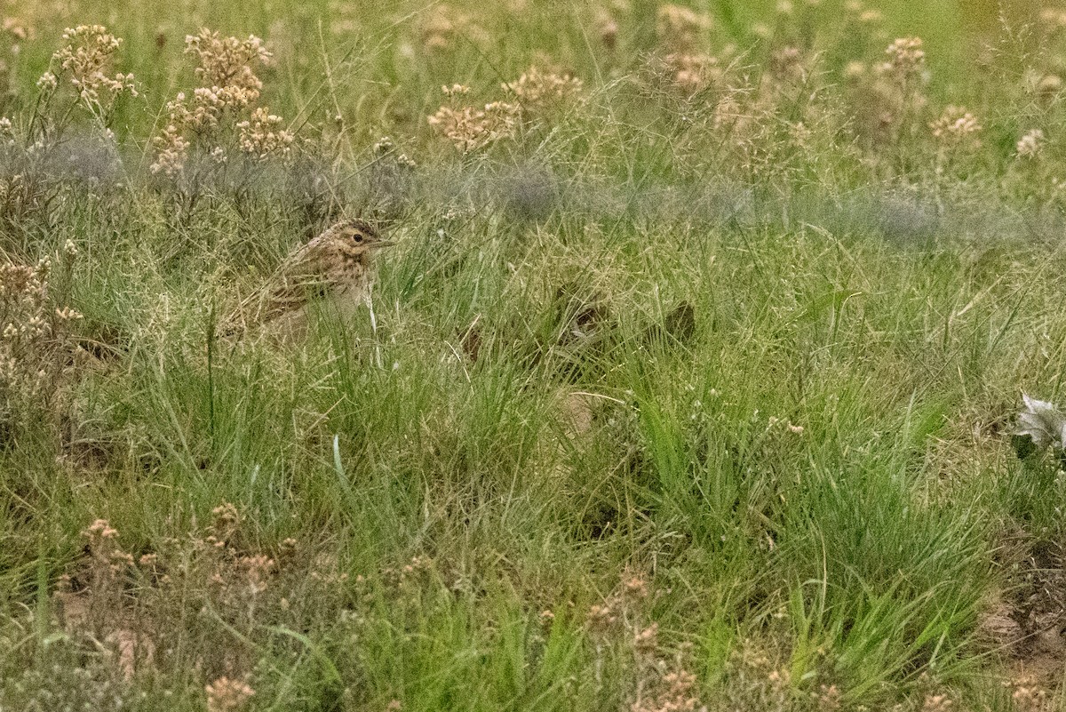 African Pipit - ML135526231