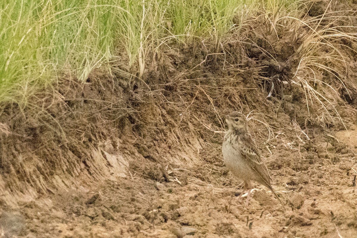 African Pipit - ML135526241