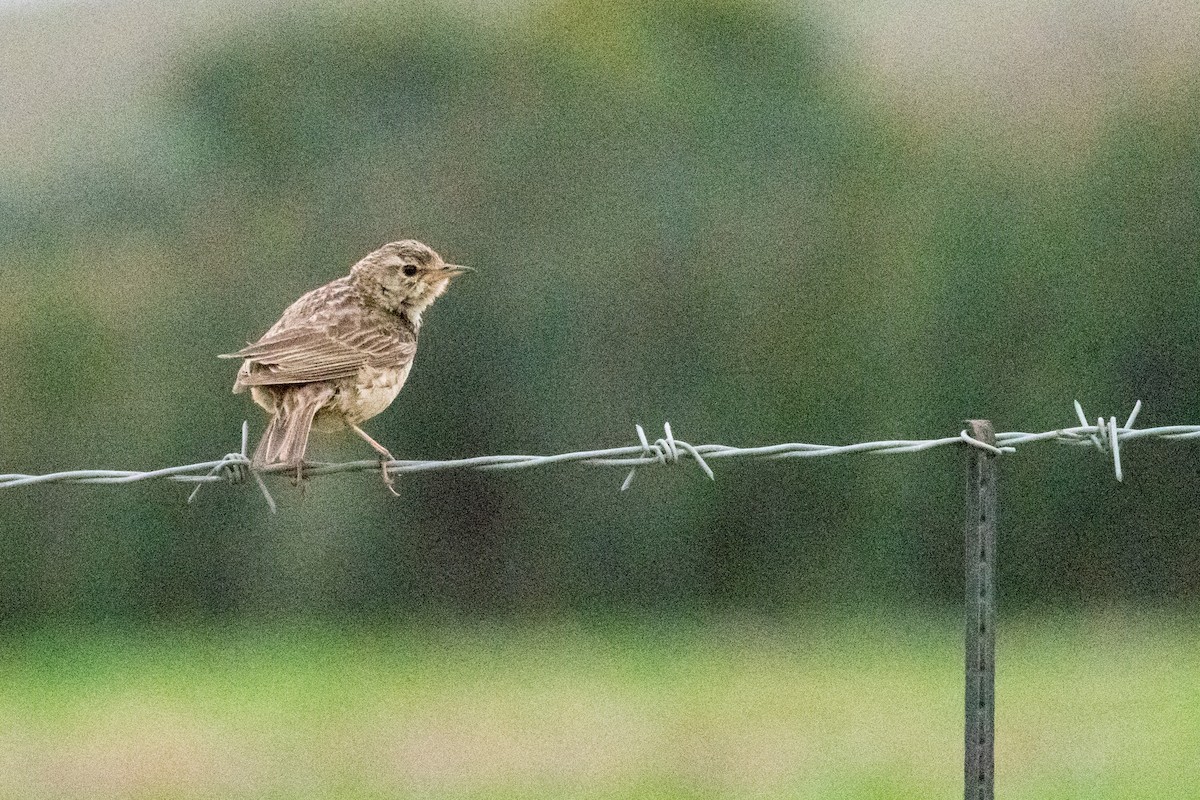 African Pipit - ML135526261