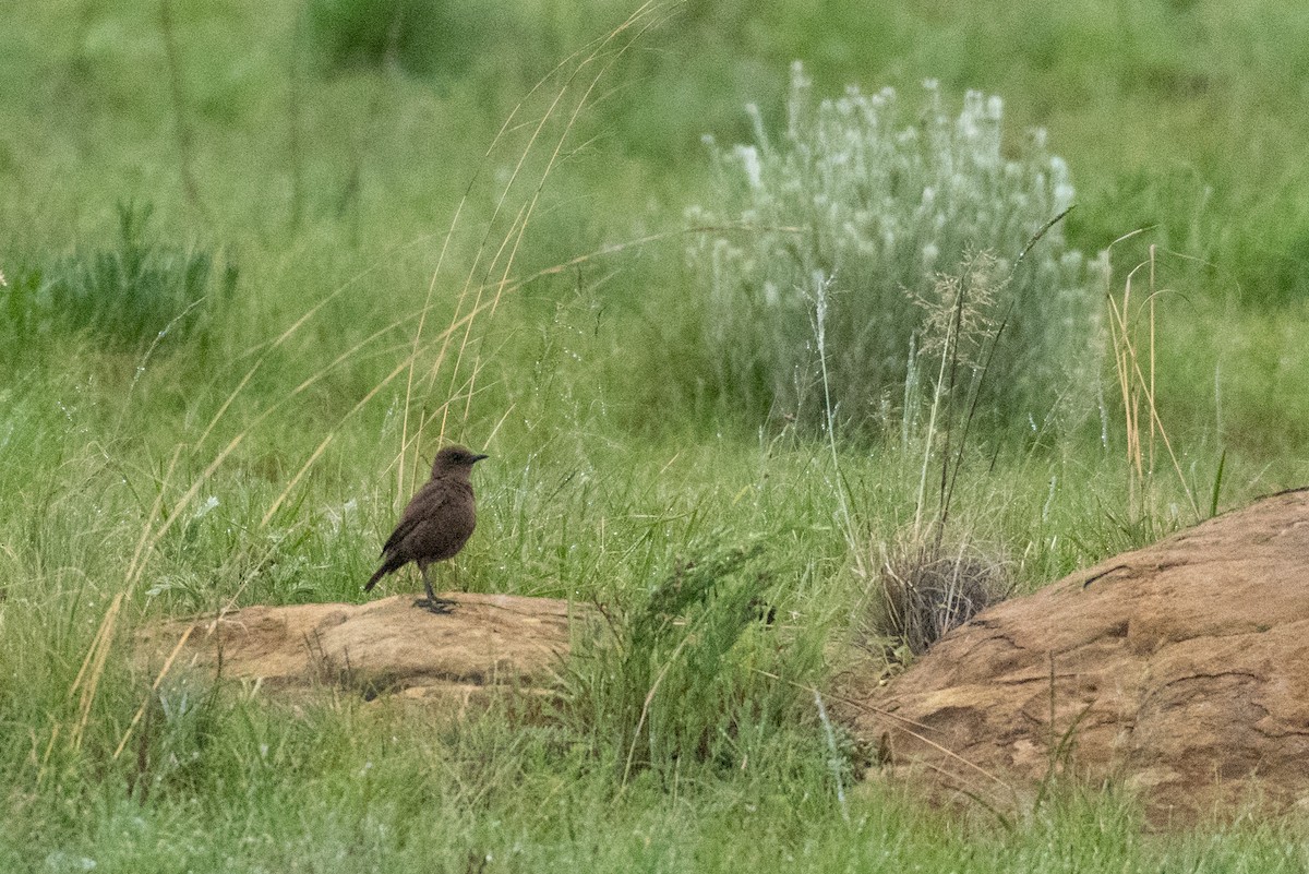 Southern Anteater-Chat - Raphaël Nussbaumer