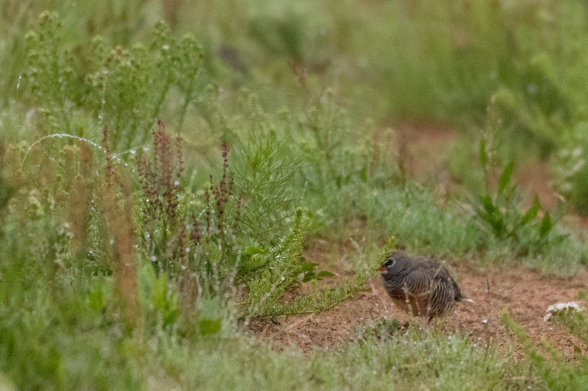 Quailfinch (Spectacled) - ML135526421