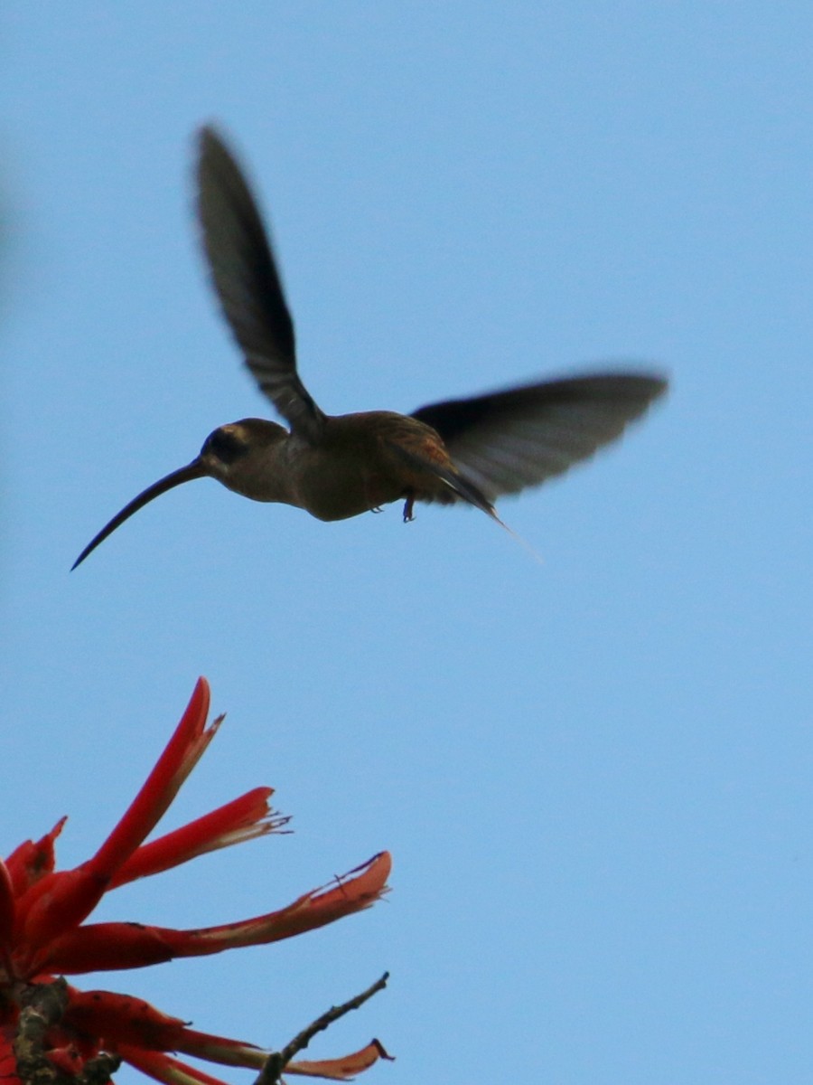 Длинноклювый колибри-отшельник - ML135526761