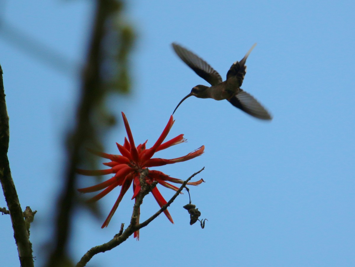 Длинноклювый колибри-отшельник - ML135526781