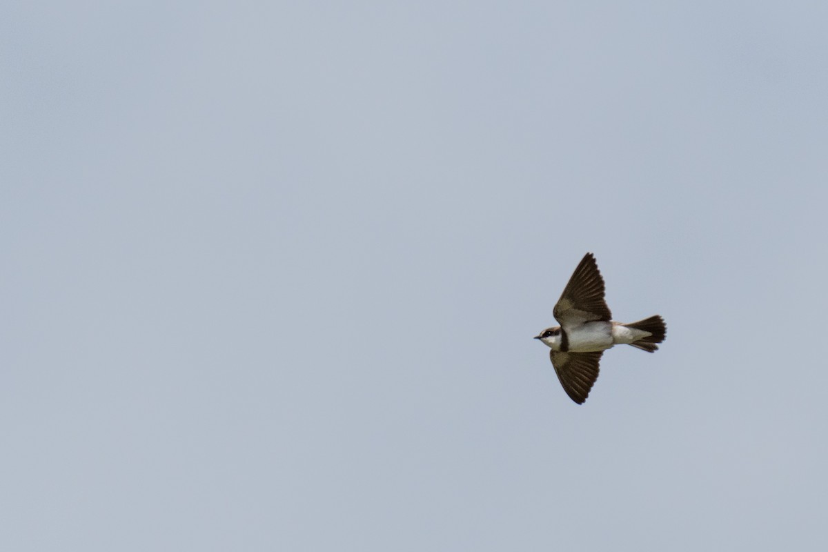 Banded Martin - ML135526871