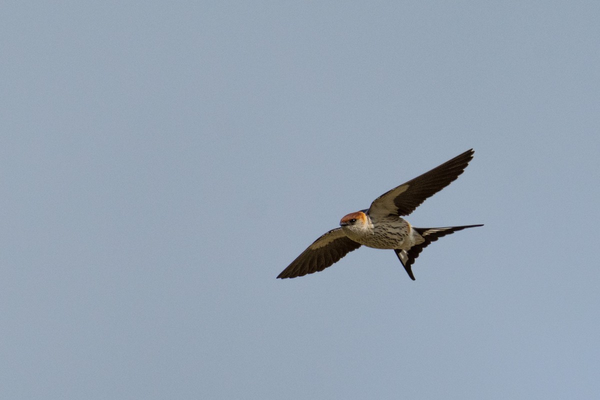 Greater Striped Swallow - ML135526921