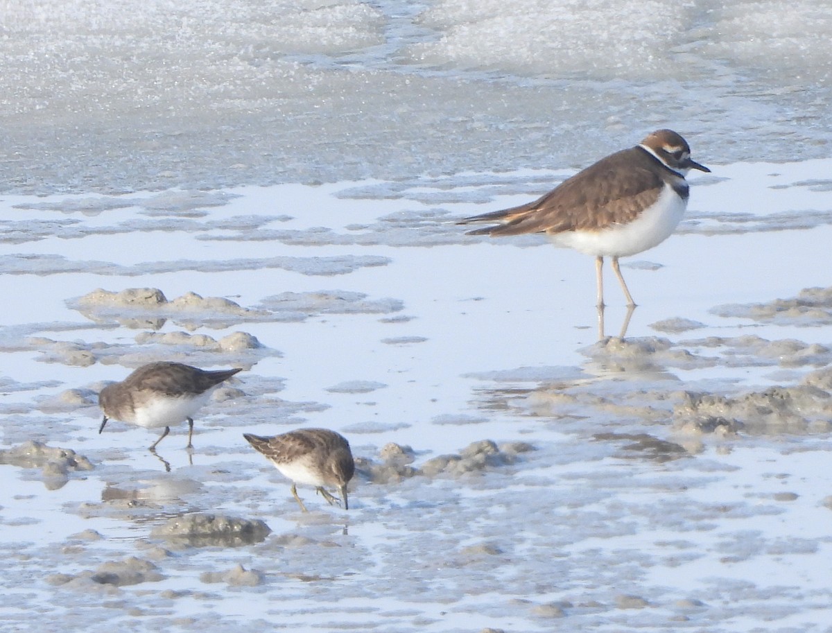 Killdeer - Lauri Taylor