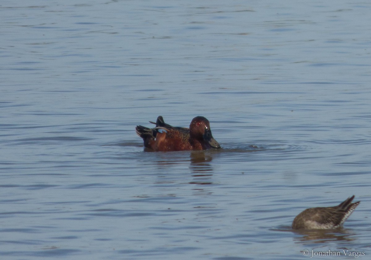 Cinnamon Teal - ML135528241