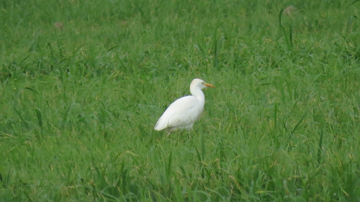 Western Cattle Egret - ML135528401