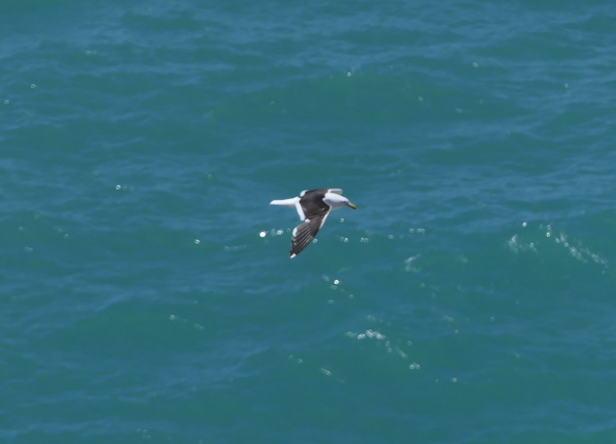 Gaviota Cocinera - ML135529251