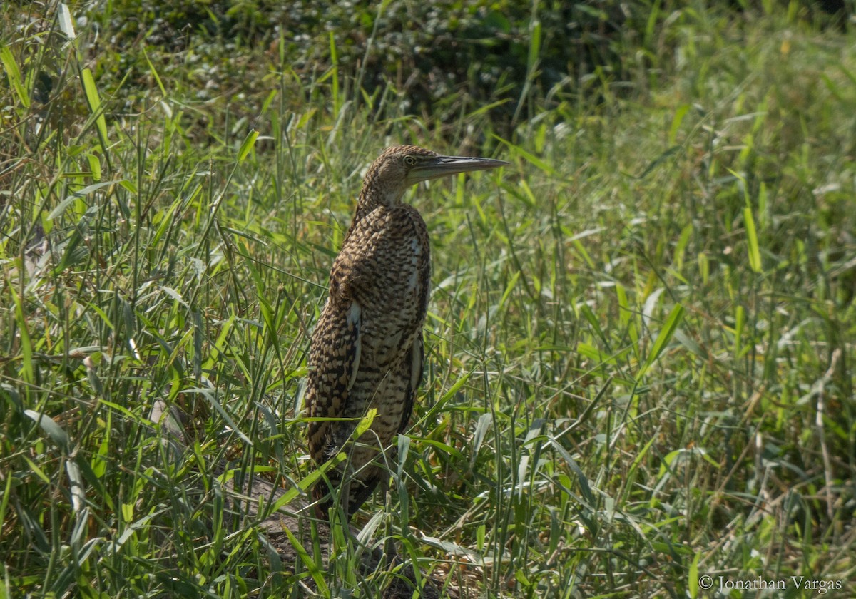 Bare-throated Tiger-Heron - ML135529461